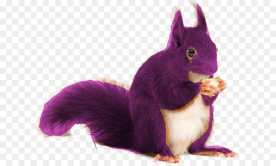 Purple Squirrel by PrincessAmulet16 on DeviantArt