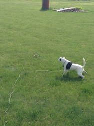 Dog vs snake