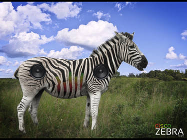 discoZebra