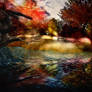 Fall Reflections