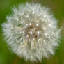 Dandelion Head 1