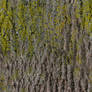 TreeMoss1 Seamless