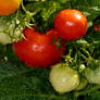 Juicy Tomatoes