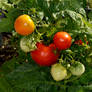 Tomatoes