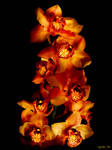 Glowing Orchids at Night by ToysoldierThor