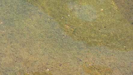 Water And Alge Texture