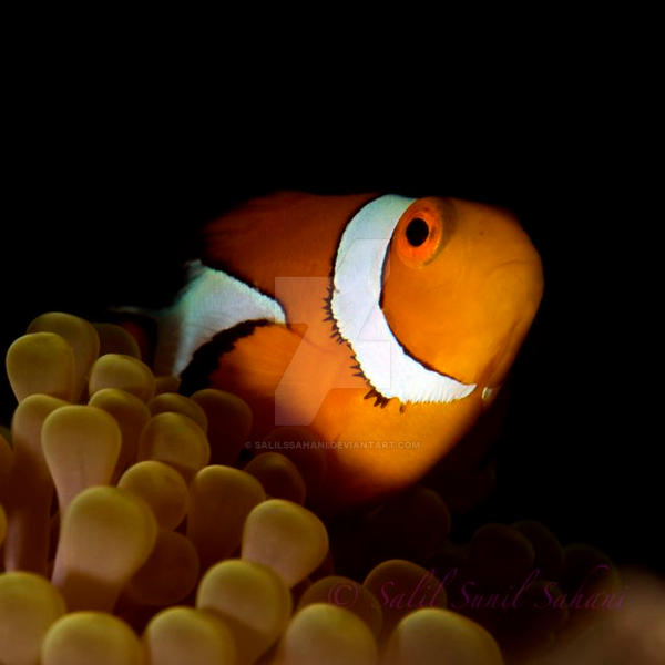 Clown fish, Havelock Island, Andamans, India