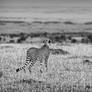 Stalking!!! Mara, Kenya