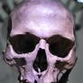 Head 002