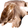 Bones02