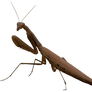 Insect 001