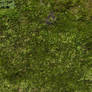 Plant 028