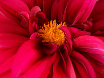 At the heart of the dahlia