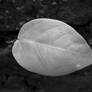 Lonley Leaf BW