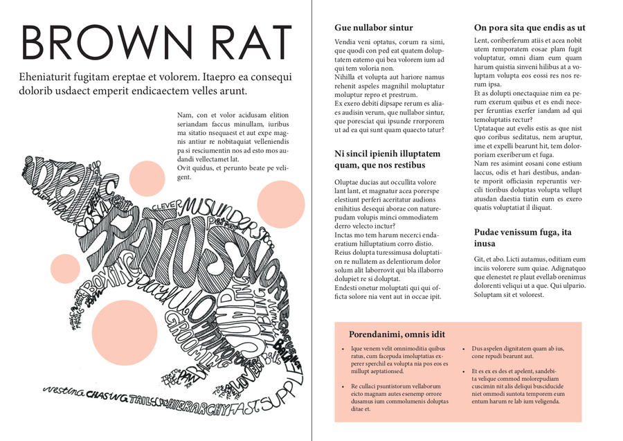 Brown rat layout by DropTheWhore on DeviantArt