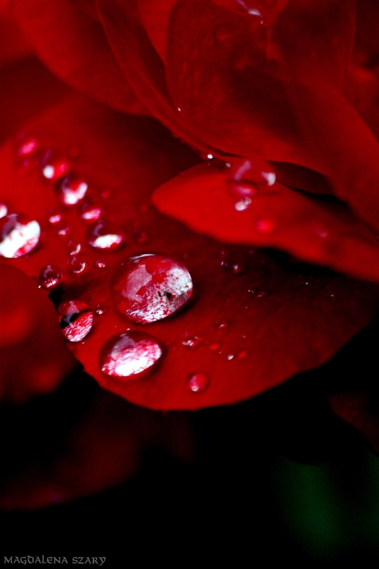 rain drops II.