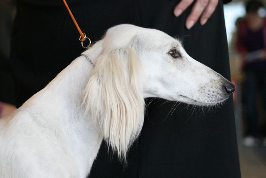 Saluki 2