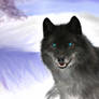 white snow, black wolf
