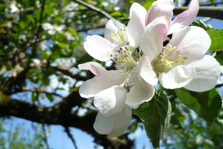 Apple Blossoms