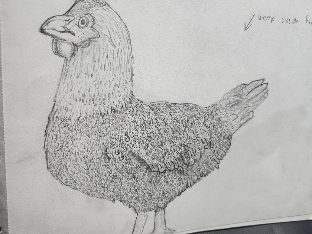 Graphite Chicken Drawing CHICKEN by MEitsME67 on DeviantArt