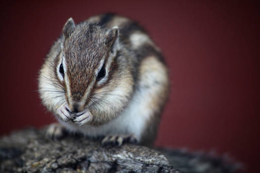 Chipmunk