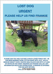 Lost dog in the UK