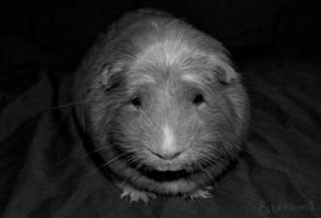 Cavia Porcellus of Wisdom