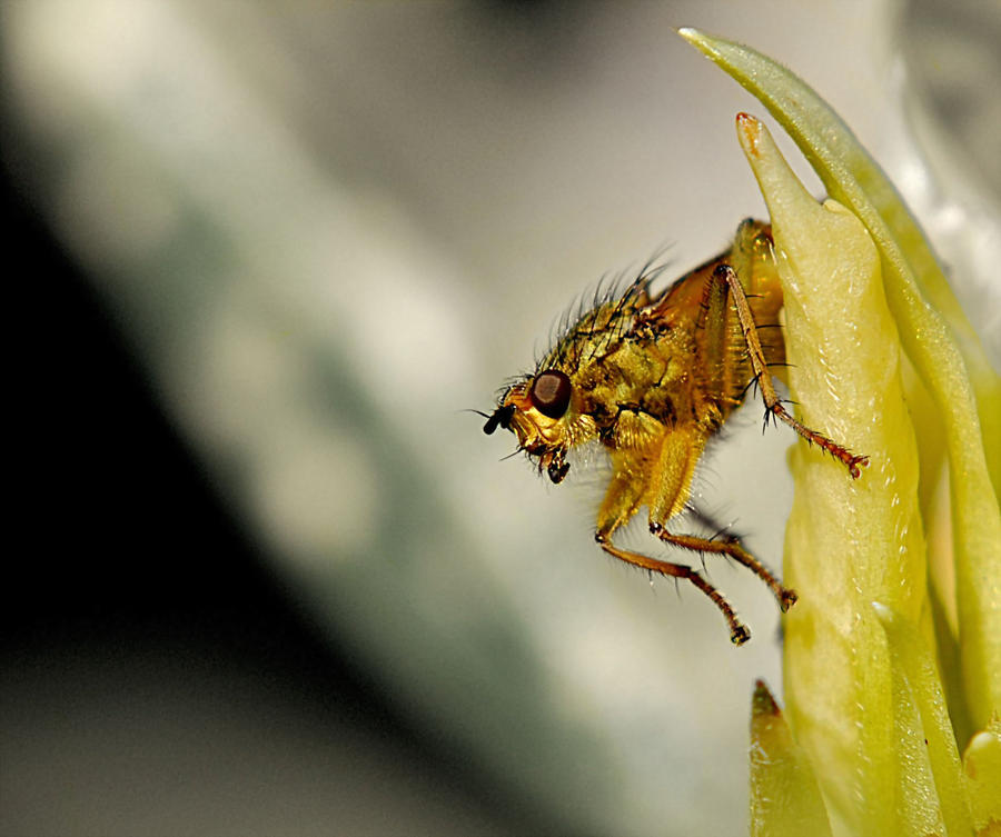 Golden Fly Golden Dung Fly by SianMurrell on DeviantArt