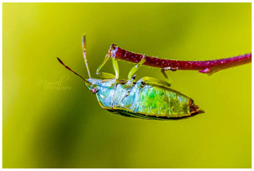 Common Shield Bug