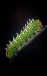 Antheraea montezuma L5 Caterpillar