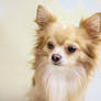 Apollo - Long-haired Chihuahua