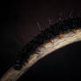 Aglais io L5 Caterpillar