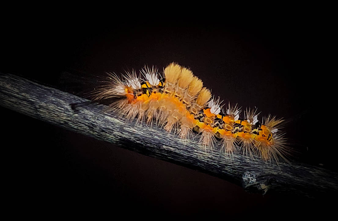 Telochurus recens L5 Caterpillar