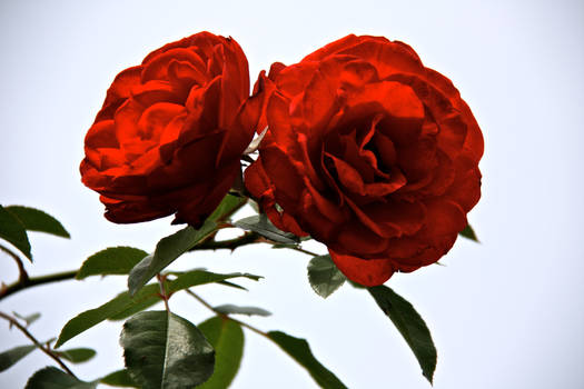 Blood Red Roses