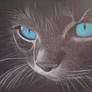 Bluish Cat