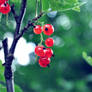 Red Berries