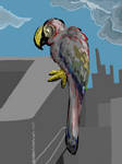 Chimera: parrot-pigeon