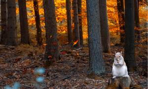 Squirrely Business
