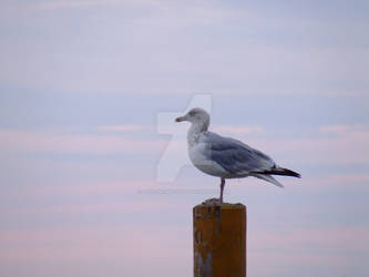 seagull