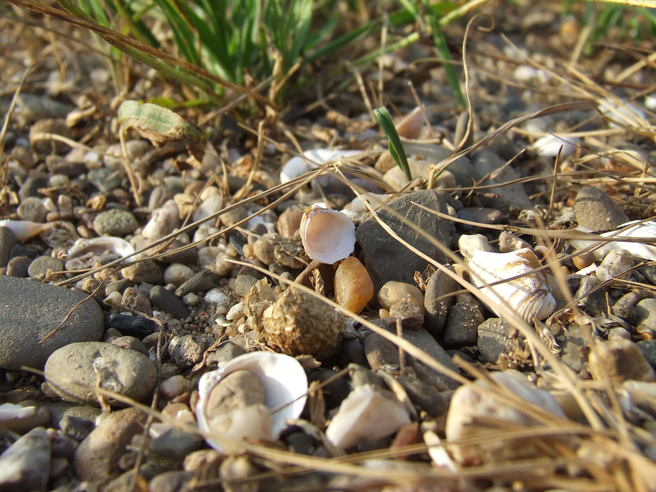 shells and stones