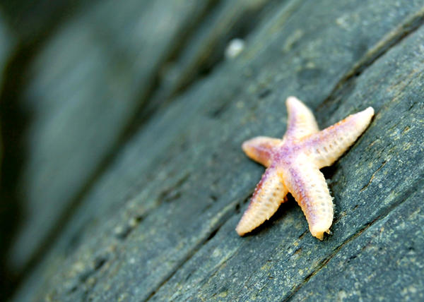 starfish