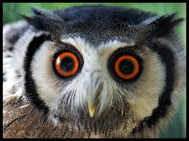 baby scops