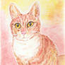 Topi the Cat