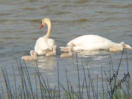 Swan Family