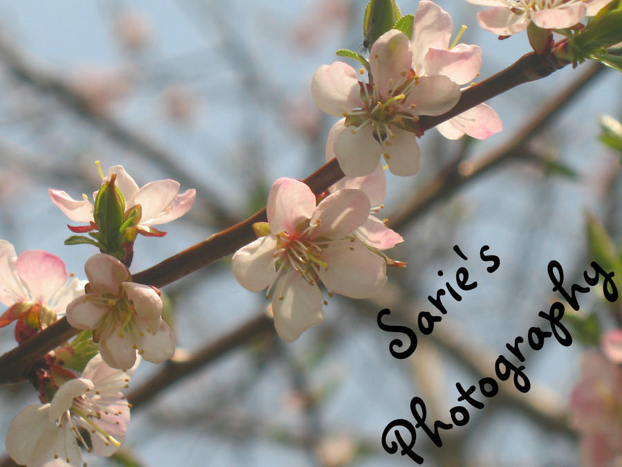 Pink Blossoms