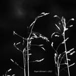 Memory of Grass by ro-mi-go