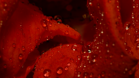 Red Water Drops |2|