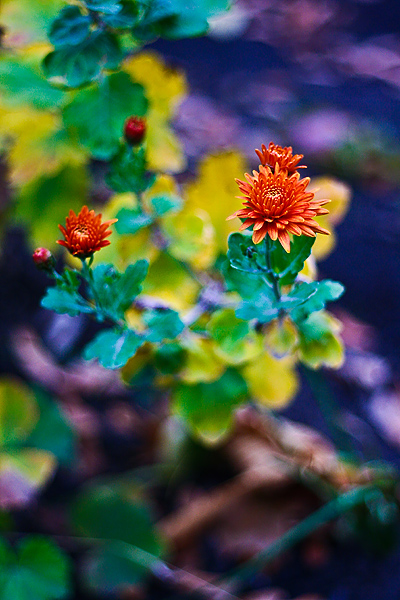 Orange flower