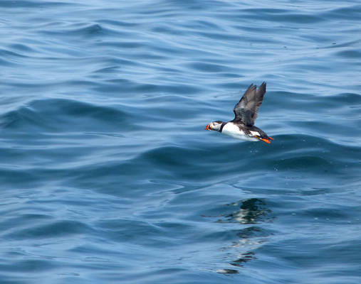 Puffin