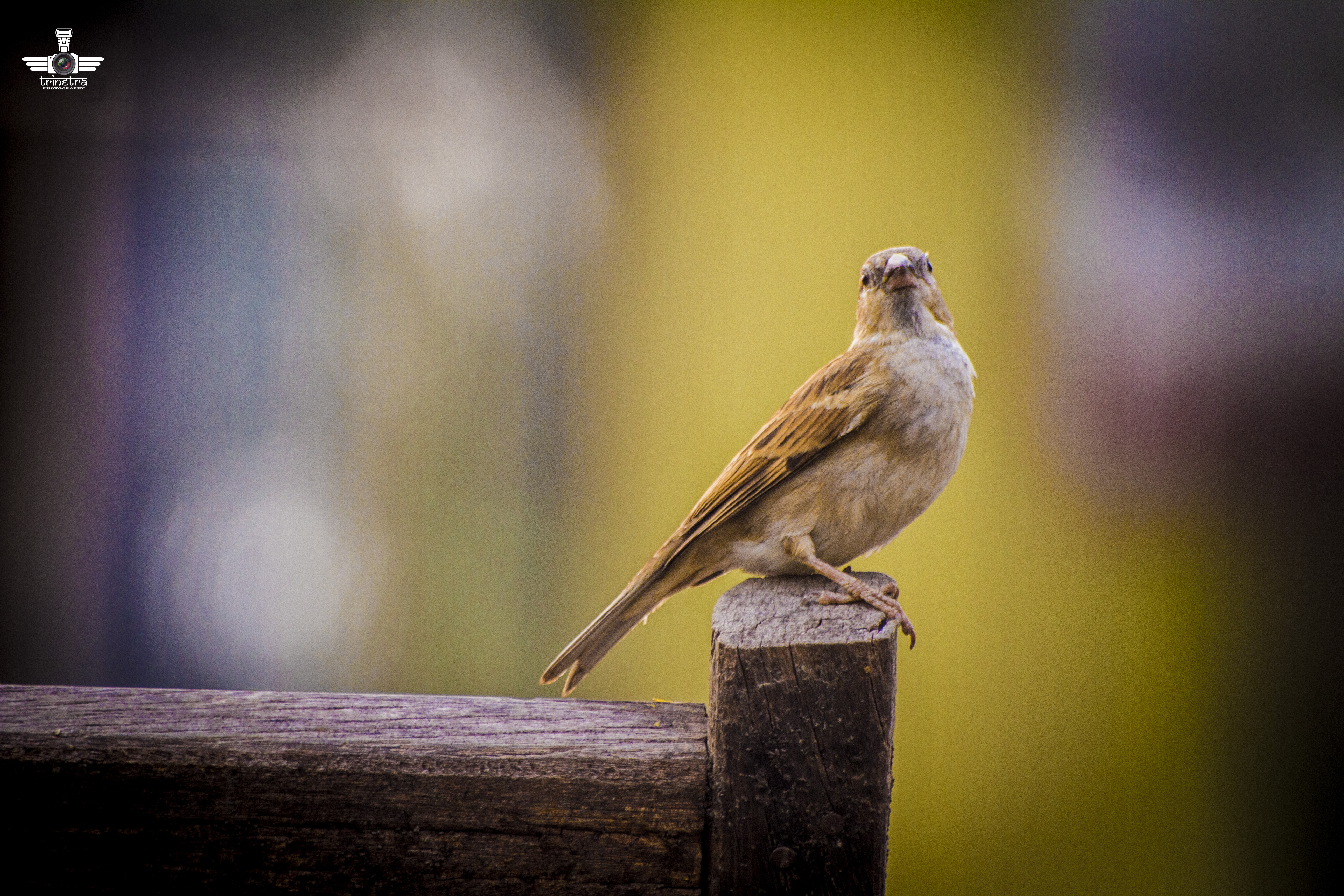 TrinetraPhotography Sparrows